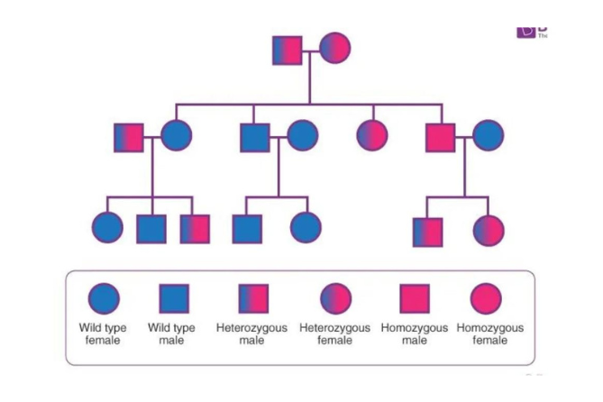 Fetal Genetics